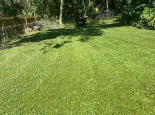 Sofia R.'s turf care service result