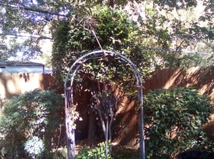 April R.'s Bush Trimming service result