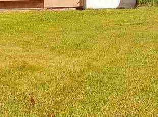 Roy S.'s lawn care service result