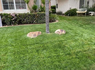 Tony C.'s grass maintenance service result