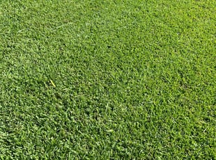 Christina G.'s turf maintenance service result