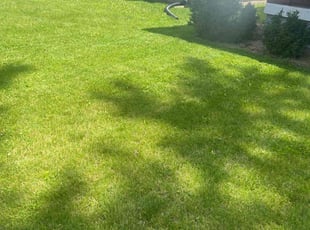 Dorothy R.'s lawn care service result