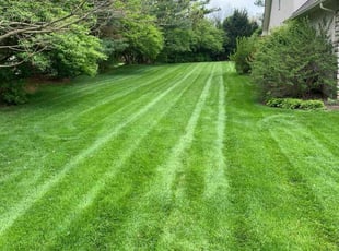 Ali R.'s lawn service service result