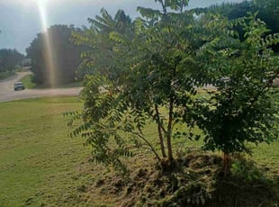 Kristine M.'s Bush Trimming service result