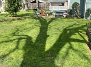 Suzanne S.'s grass maintenance service result
