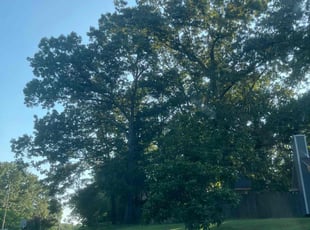 Amy R.'s lawn service service result