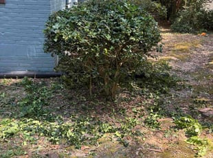 Tricia K.'s Bush Trimming service result