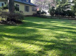 Denise W.'s turf care service result