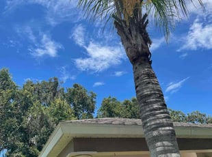 Kevin K.'s Bush Trimming service result