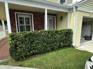 Sally B.'s Bush Trimming service result