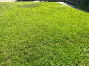 Allegra F.'s grass maintenance service result
