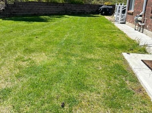 Sonia P.'s turf maintenance service result