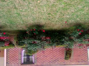 Marisa H.'s Bush Trimming service result