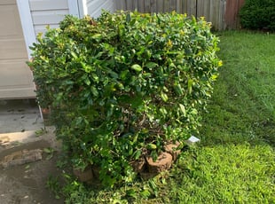 Andy W.'s Bush Trimming service result
