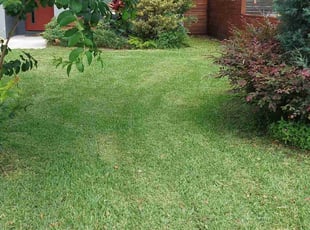 Alyssa V.'s turf maintenance service result