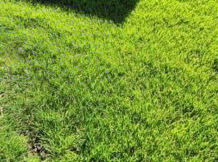 C. A.'s grass cutting service result