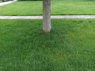 Heather R.'s lawn care services service result