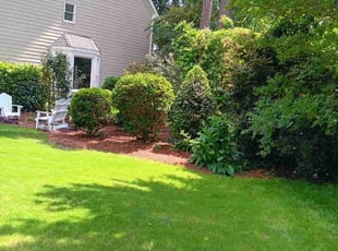 Nancy I.'s Bush Trimming service result