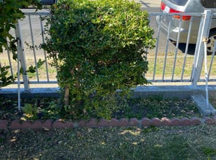 Connie K.'s Bush Trimming service result