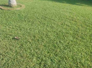 Loretta P.'s turf care service result