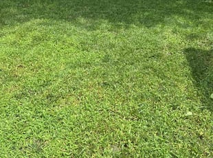 Brentson W.'s lawn service service result