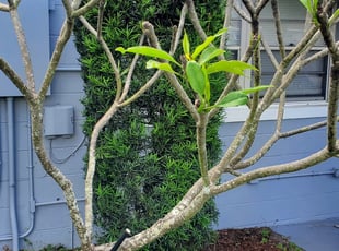 Eric M.'s Bush Trimming service result