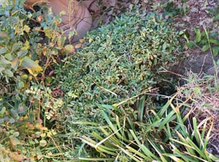 Danny G.'s Bush Trimming service result