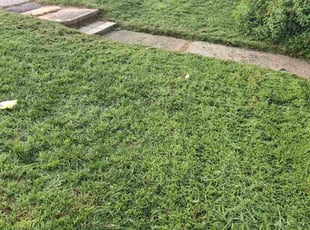 Karly S.'s lawn care service result