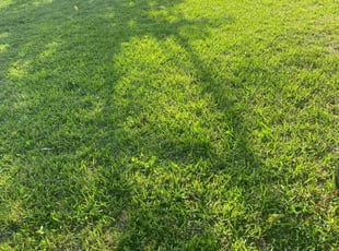 Shilpa A.'s turf care service result