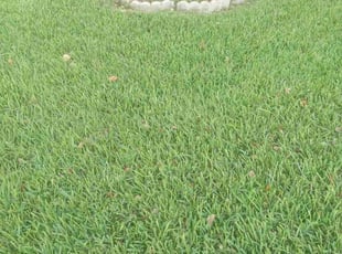 Cathy C.'s lawn maintenance service result