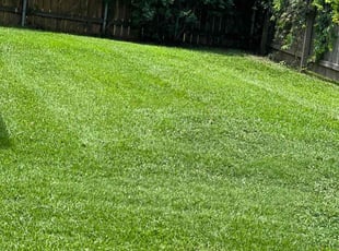 Terry N.'s lawn service service result