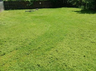Kelly A.'s grass maintenance service result