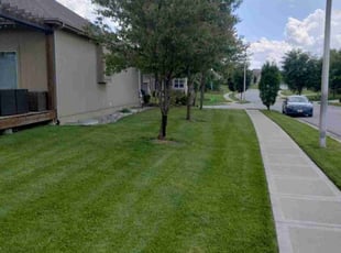 Allison D.'s grass cutting service result