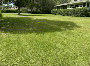 Sean H.'s grass maintenance service result