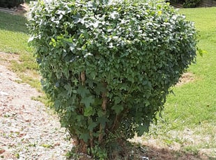 David V.'s Bush Trimming service result