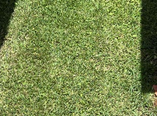 Silvia S.'s turf care service result