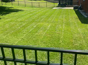 Sandeep R.'s lawn maintenance service result