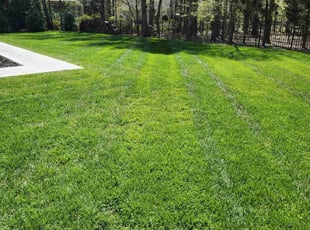 David N.'s lawn maintenance service result