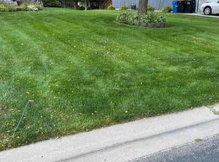 Annie N.'s grass maintenance service result