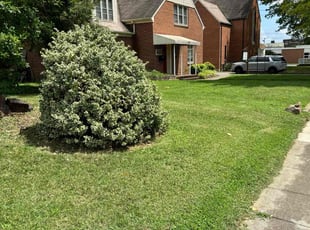 Roquel P.'s lawn service service result