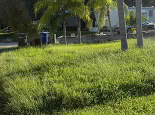 Terri M.'s Long Grass Cleanup service result