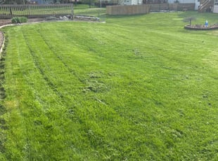 Quincy R.'s grass cutting service result