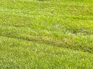 Marchell D.'s lawn care service result