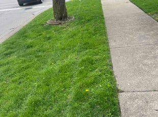 Dave A.'s turf maintenance service result