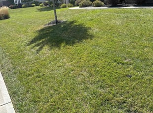 Artamease G.'s grass cutting service result