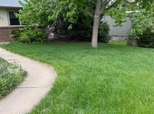 Michael M.'s turf care service result