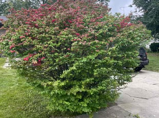 Matt M.'s Bush Trimming service result