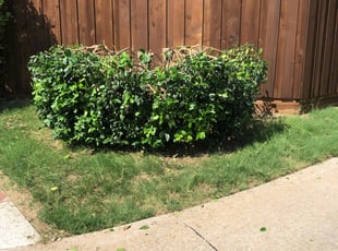 Donna B.'s Bush Trimming service result