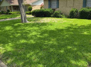 Gena C.'s turf care service result
