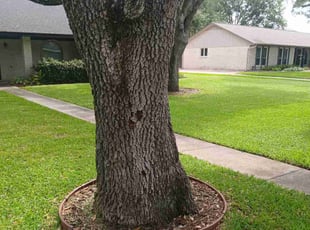 Aaron M.'s lawn service service result